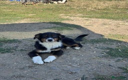Miniature American Shepherd dogs for sale: Miniature American Shepherds  - Image 8