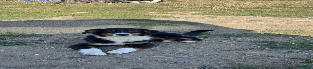 Black tricolour male