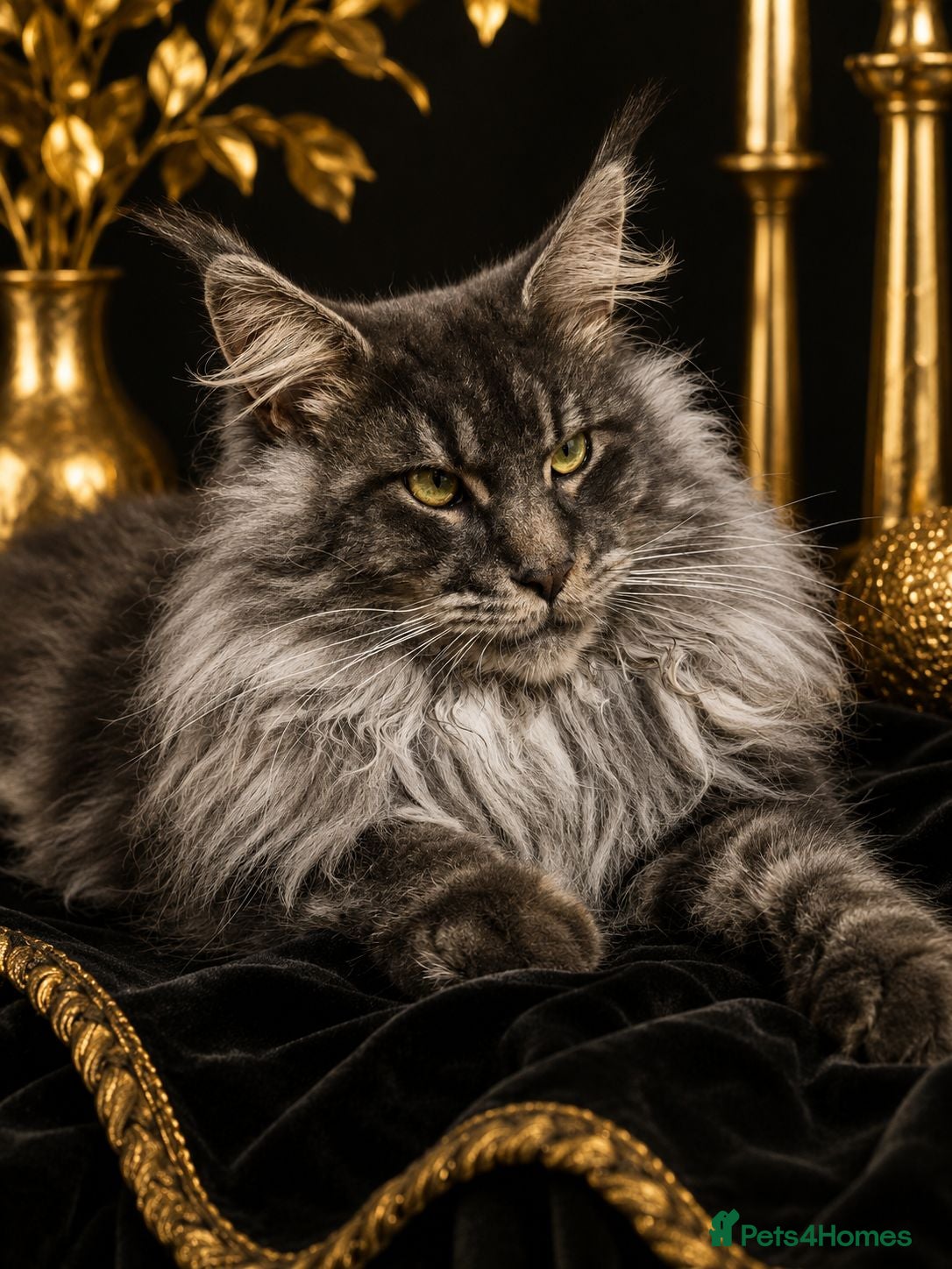 Maine Coon cats MAINE COON Kitten's redy for reservation. - Advert 1