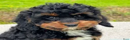 Cavapoo dogs for sale: Healthy comical characters- delightful puppies - Advert 24