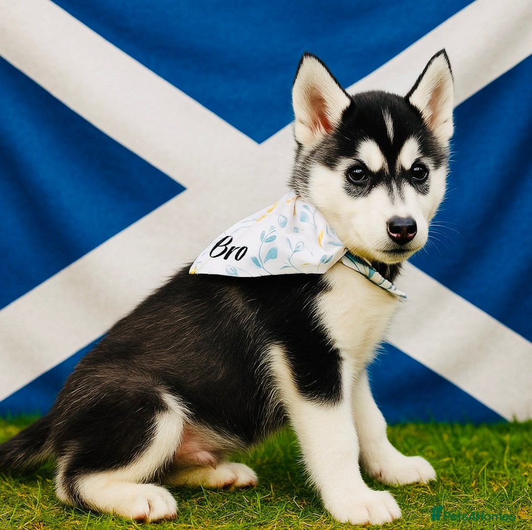 Pomsky dogs for sale:  Beautiful F2b Pomsky Puppies – Health Tested - Image 5