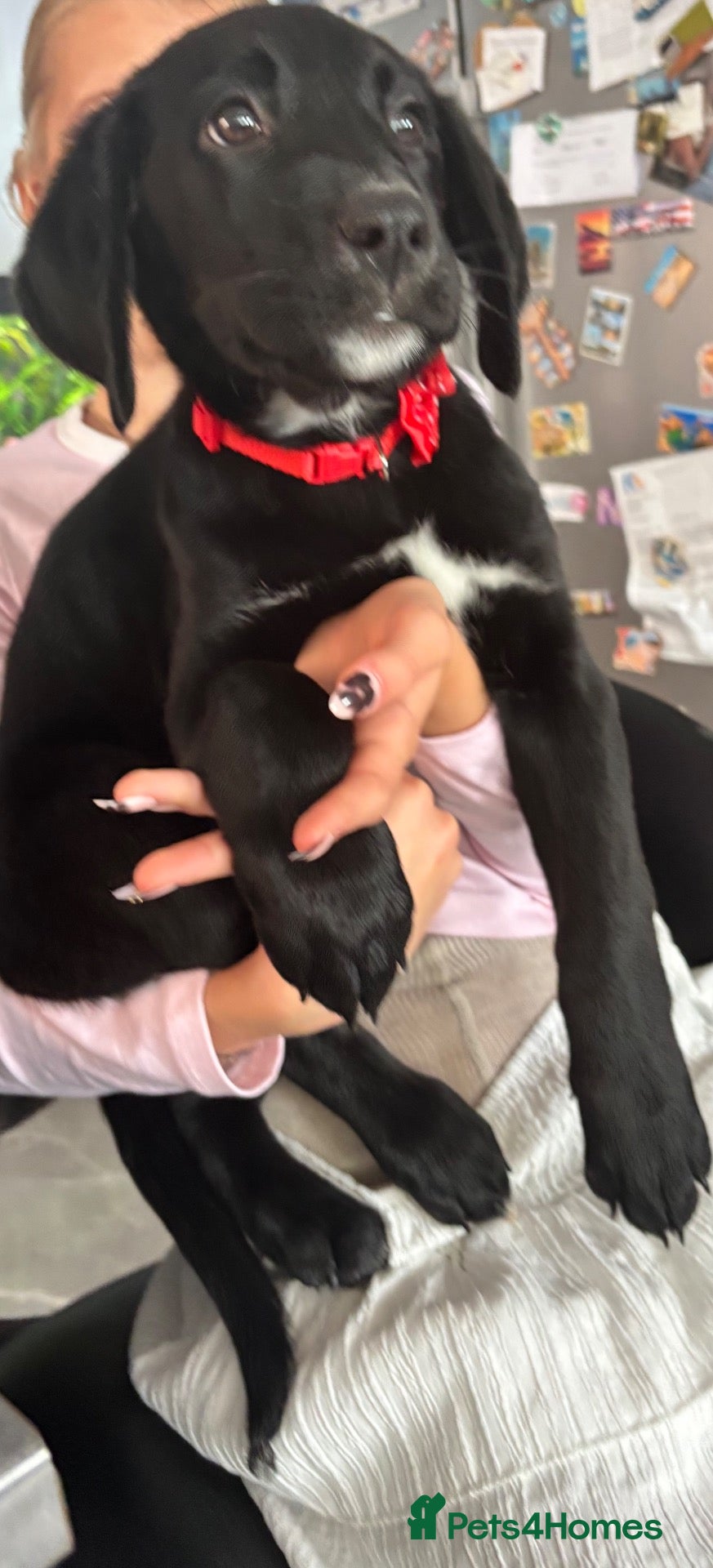 Mixed Breed dogs Beautiful Labernese PuppiesREADYNow price reduced  - Advert 18