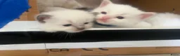Ragdoll cats for sale: Beautiful ragdolls - Advert 14