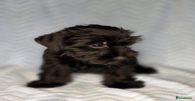 Yorkshire Terrier dogs - Advert 14