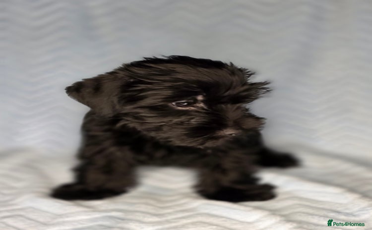 Yorkshire Terrier dogs - Advert 3