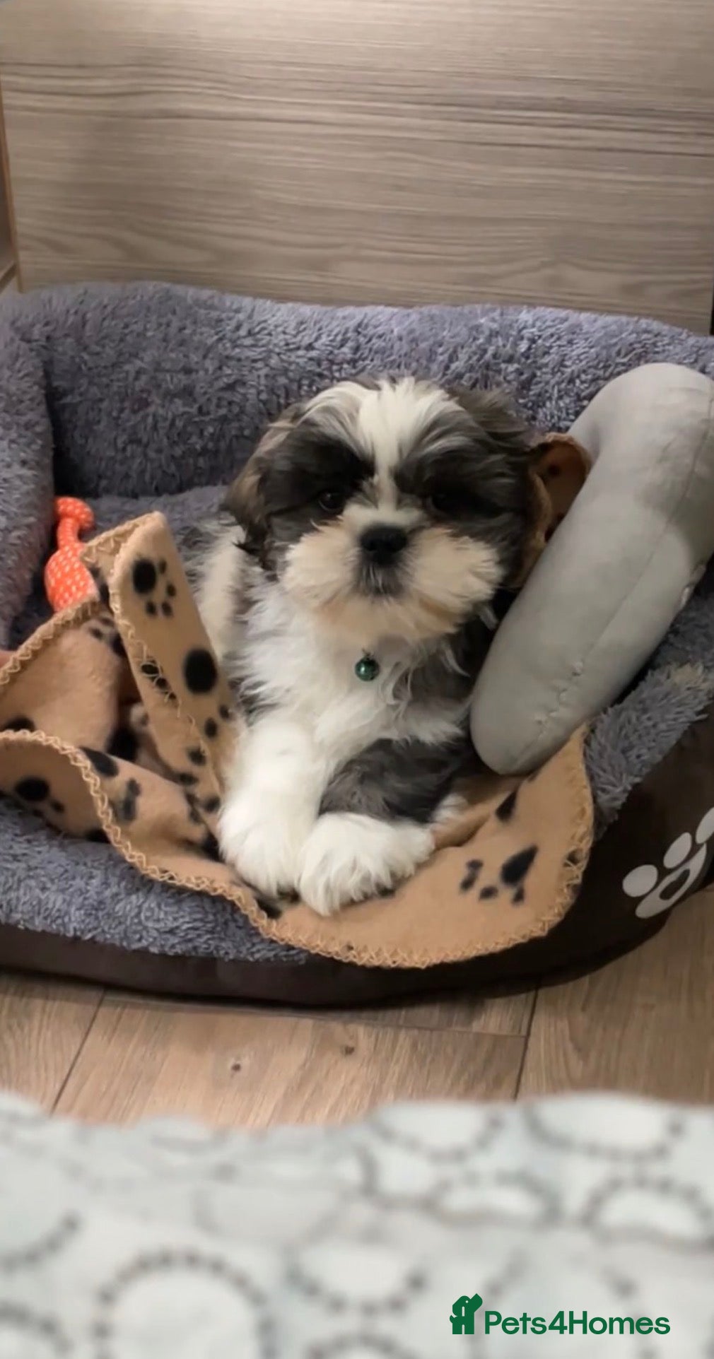 Shih Tzu dogs Shih Tzu puppy - Advert 1