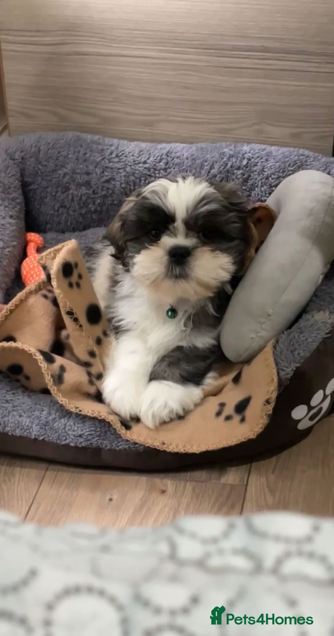 Shih Tzu dogs for sale: Shih Tzu puppy in London - Advert 1