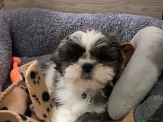 Shih Tzu dogs Shih Tzu puppy - Advert 5