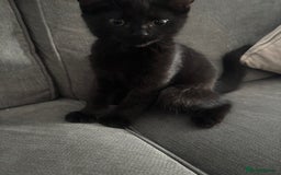 Mixed Breed cats for sale: Male kitten  - Image 3