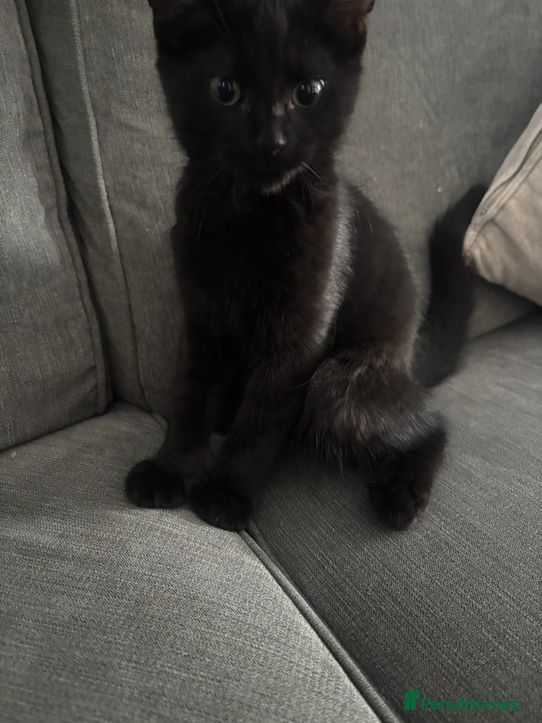 Mixed Breed cats for sale: Male kitten  - Image 3