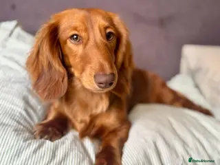 Miniature Dachshund dogs 1-year old long haired miniature dachshund - Advert 2