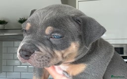 American Bully dogs for sale: Pocket Bullies ( not banned breed) - Image 34