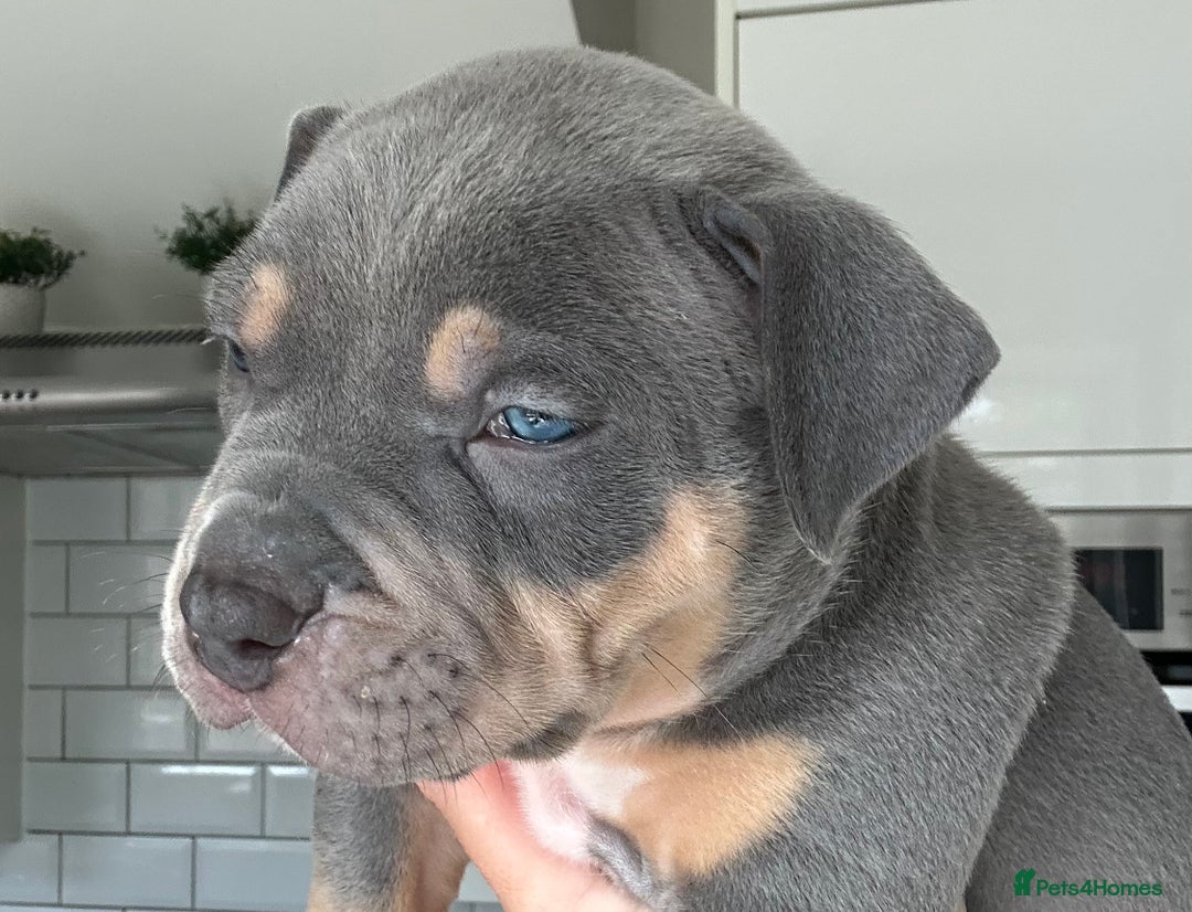 American Bully dogs for sale: Pocket Bullies ( not banned breed) - Image 34
