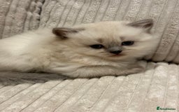 Scottish Fold cats for sale: Half Scottish half British short hair  in London - Image 35