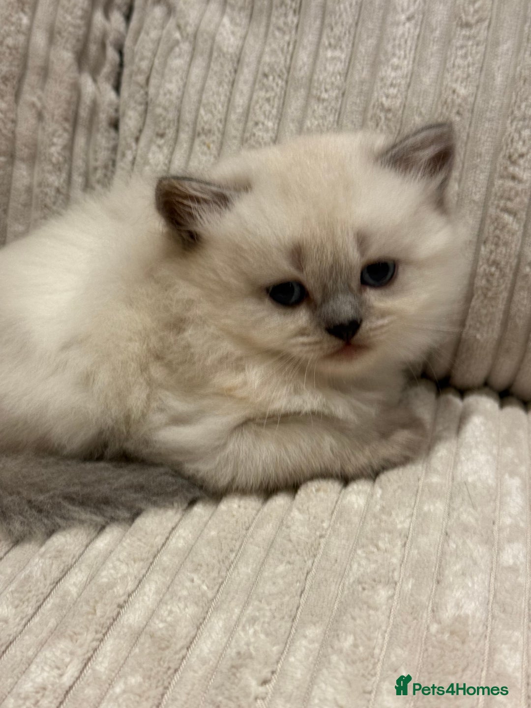 Scottish Fold cats for sale: Half Scottish half British short hair  in London - Image 35