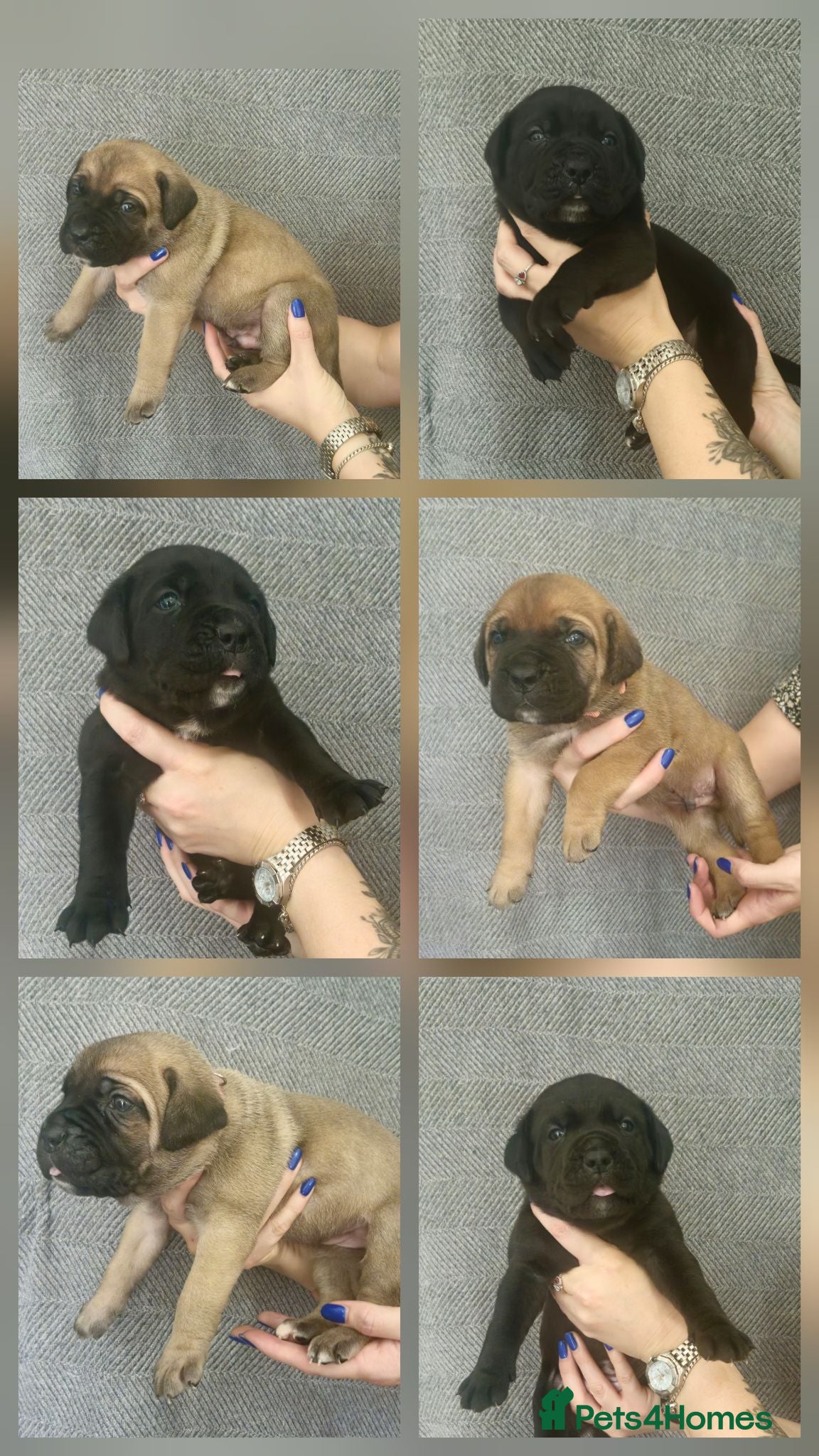 Cane Corso dogs Cane Corso puppys  - Advert 4