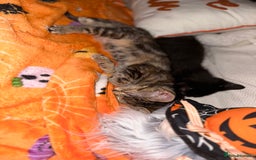 Mixed Breed cats for sale: Tabby and black kittens  - Image 6