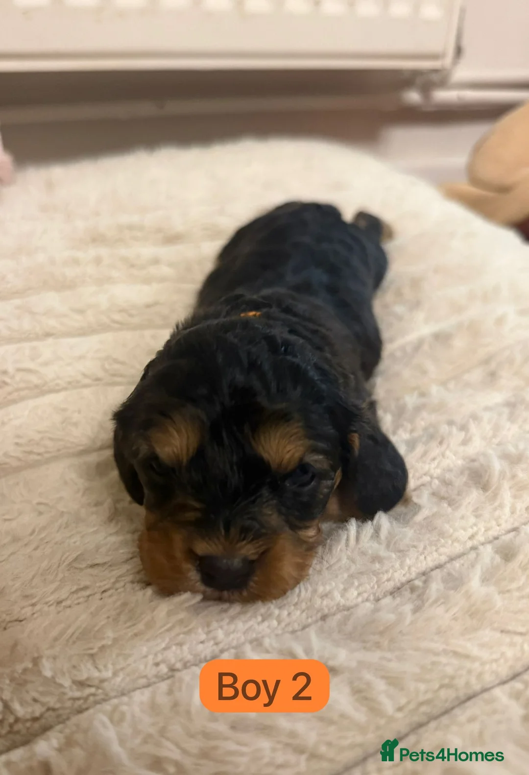 Cavapoo dogs for sale: Cavapoo Puppies - Advert 16