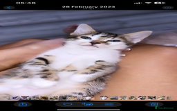 Bengal cats for sale: Stunning blue eye Bengal mix kittens  - Image 6