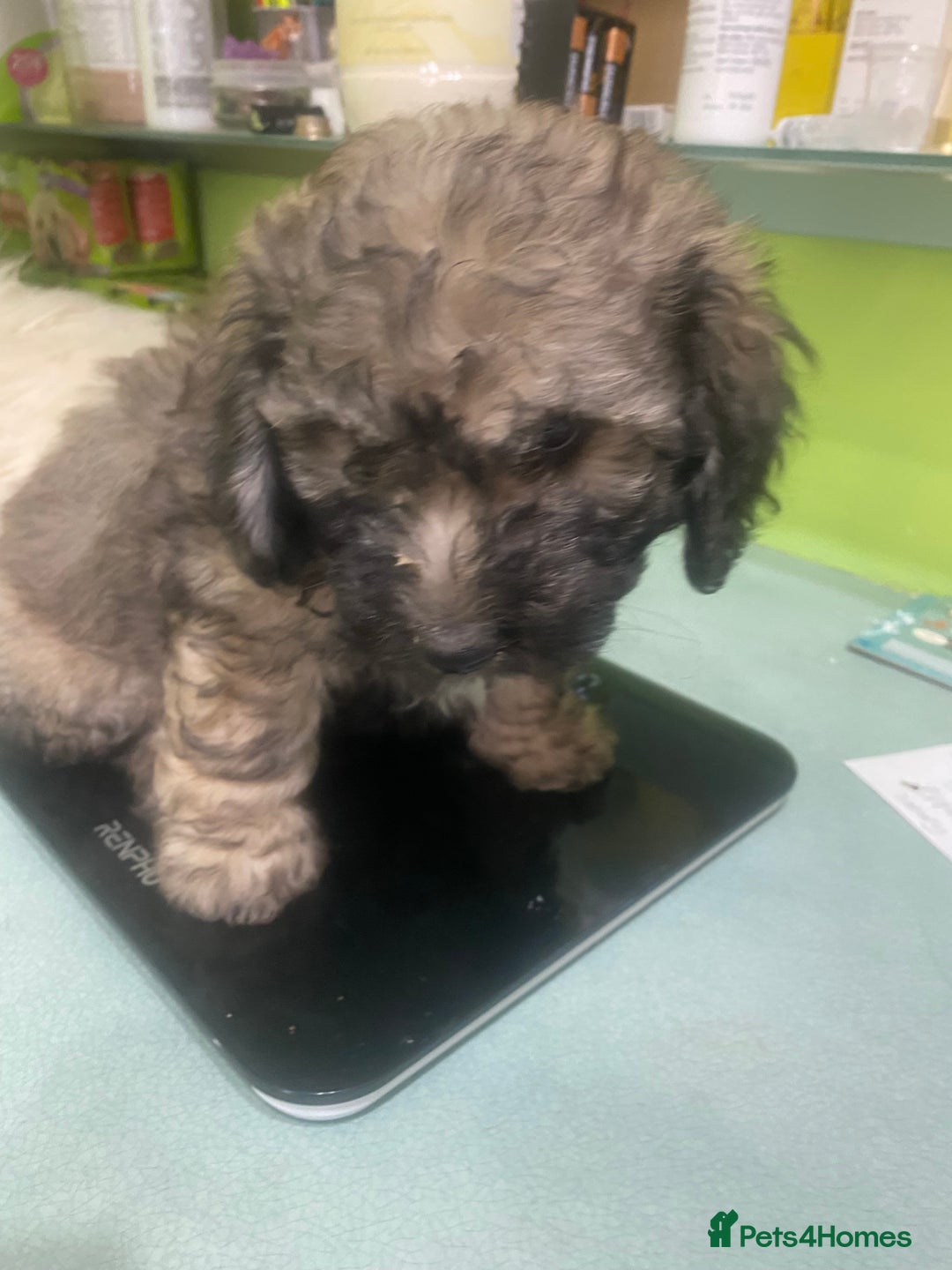 Mixed Breed dogs for sale: Doxie - chon puppies for sale - Image 40
