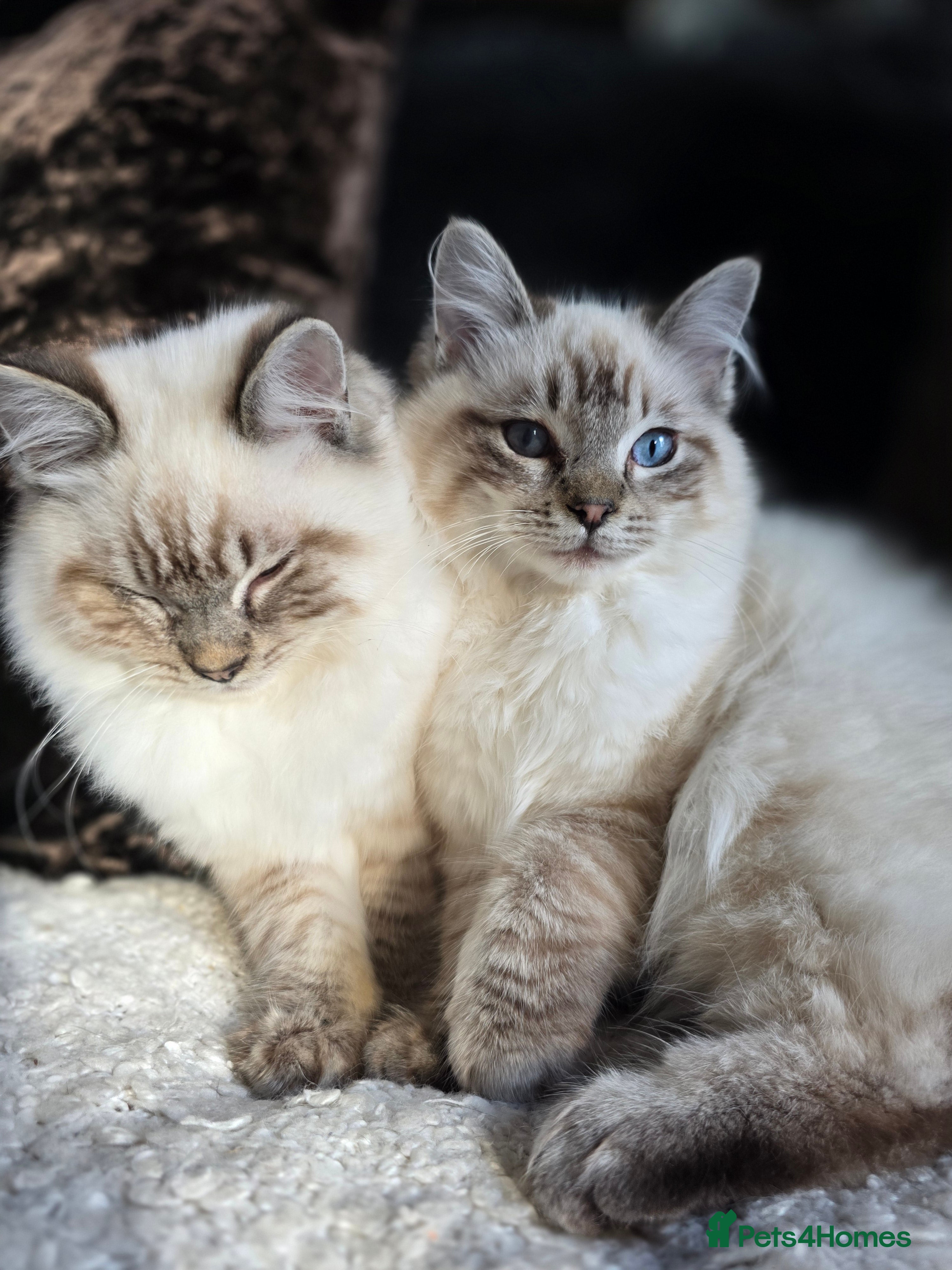 Ragdoll cats Beautiful Ragdol Kittens - dog friendly - Advert 1