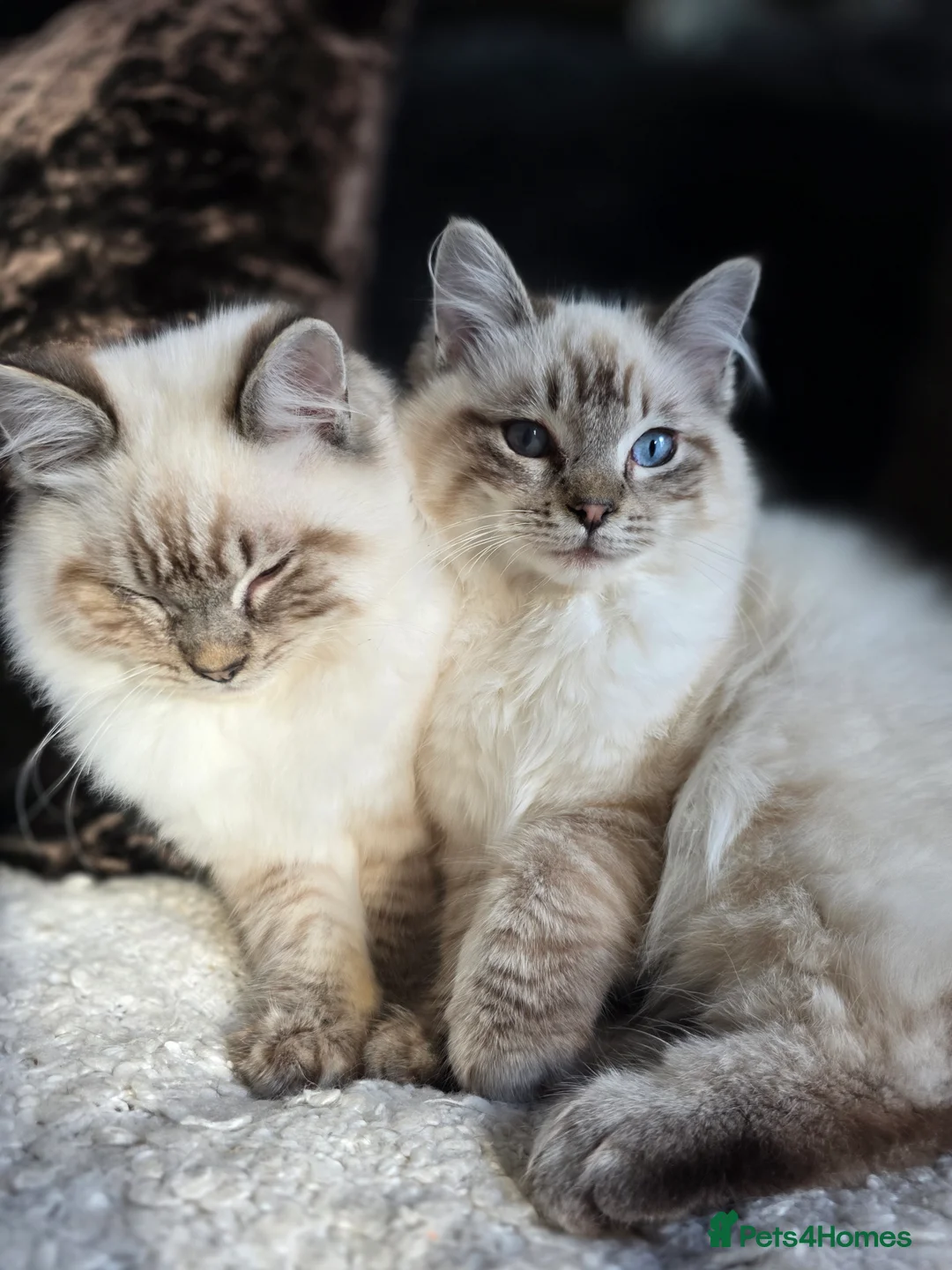 Ragdoll cats for sale: Beautiful Ragdol Kittens - dog friendly - Advert 1