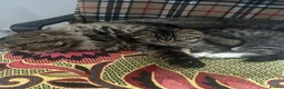 Mixed Breed cats for sale:     Adorable Kitten Looking for a Loving Home - Advert 2