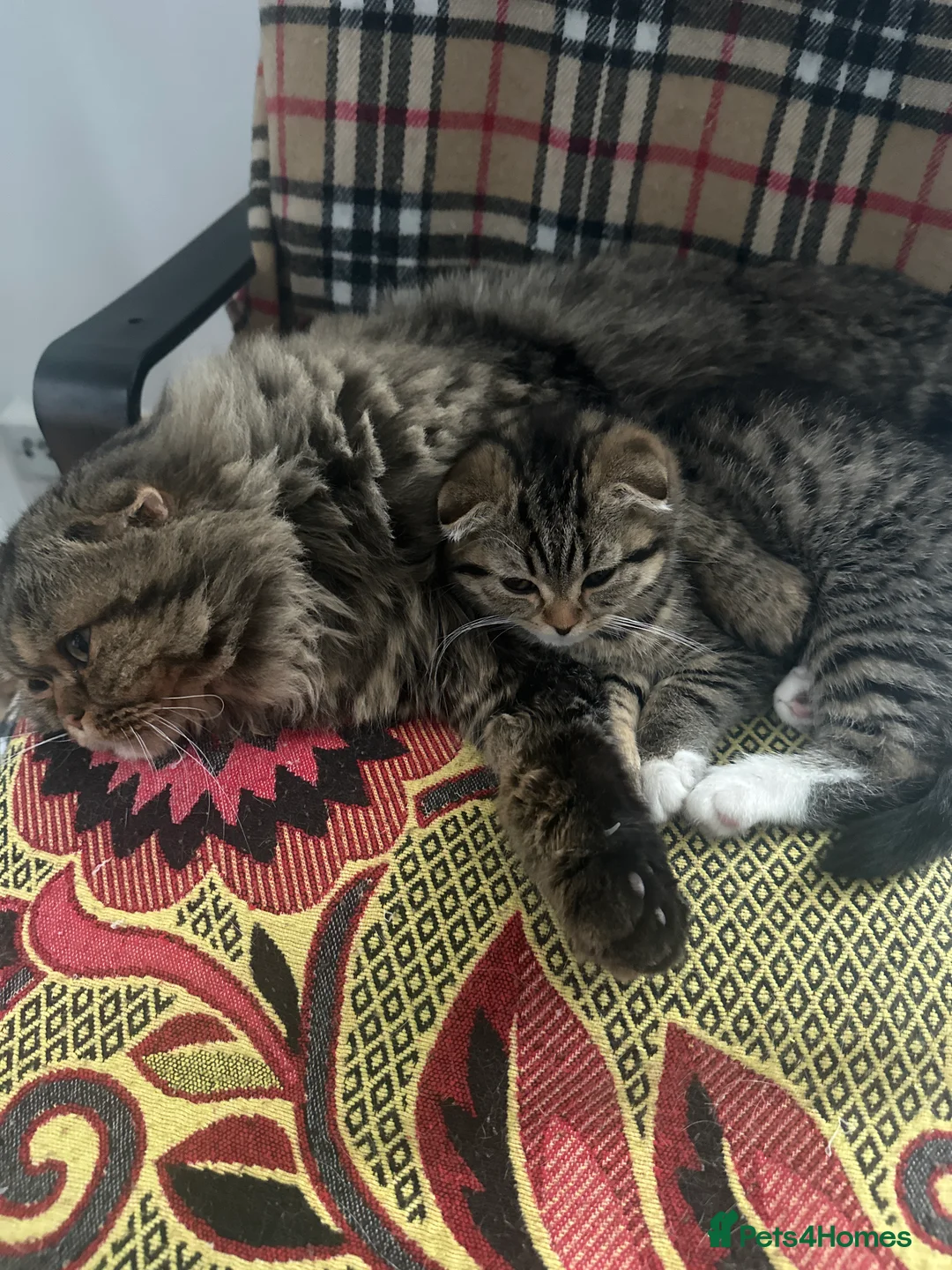 Mixed Breed cats for sale:     Adorable Kitten Looking for a Loving Home - Advert 2
