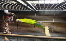 Parakeets birds for sale: Rare opportunity Superb parrots for sale - Image 7