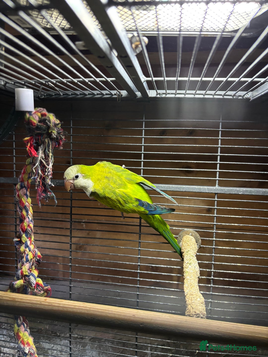 Parakeets birds for sale: Rare opportunity Superb parrots for sale - Image 7
