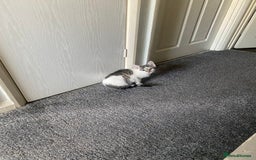 Bengal cats for sale: 2 beautiful Bengal mix - Image 5