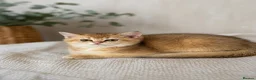 Scottish Fold cats for sale: Charming Scottish Straights and  Fold available. - Advert 17