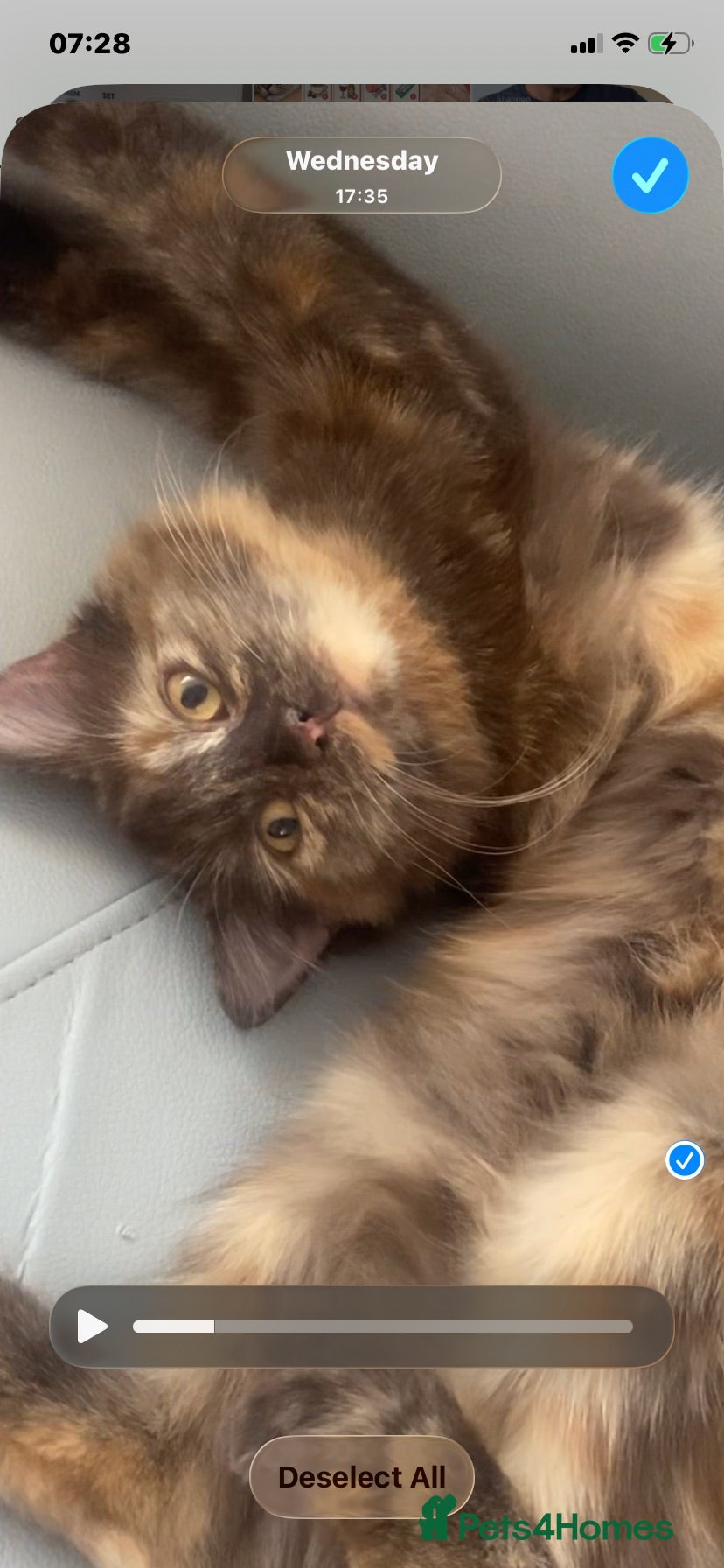 British Longhair cats Minaa  - Advert 2