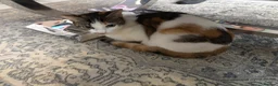Mixed Breed cats for sale: Cute Kittens for sale - Advert 5