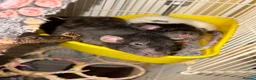 Rat rodents for sale: 4 Friendly and Playful Pet Rats for Rehoming - Advert 7