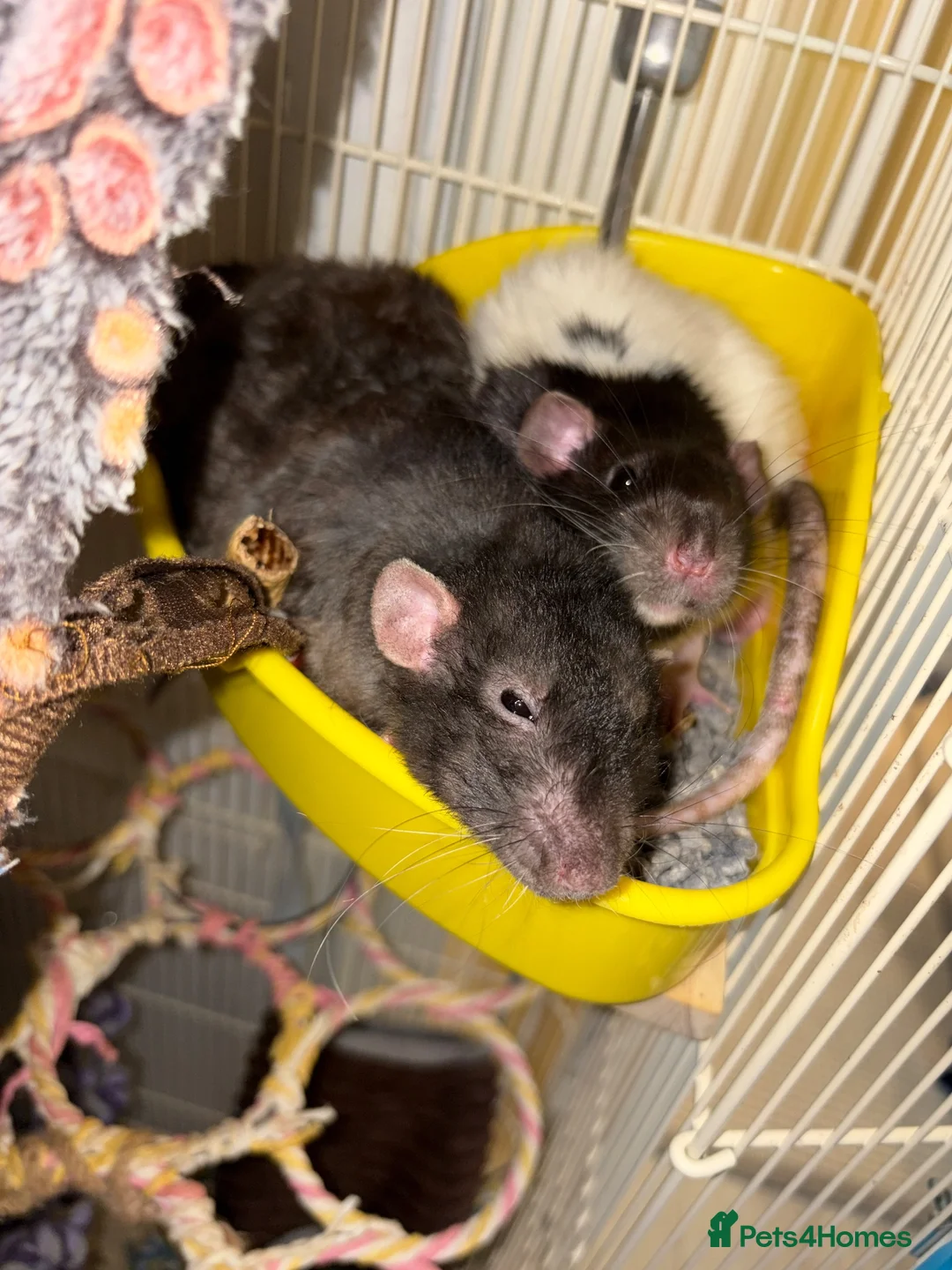 Rat rodents for sale: 4 Friendly and Playful Pet Rats for Rehoming - Advert 7