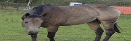 American Quarter horses for sale: Partbred american quarter horse in Glasgow - Advert 7