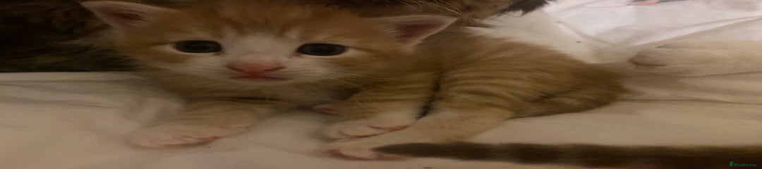 American Shorthair Kitten 1