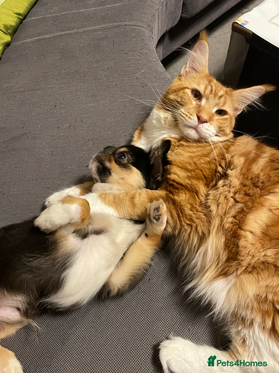 Chihuahua dogs for sale: KC Registered Long Coat Chihuahua Male - Advert 6