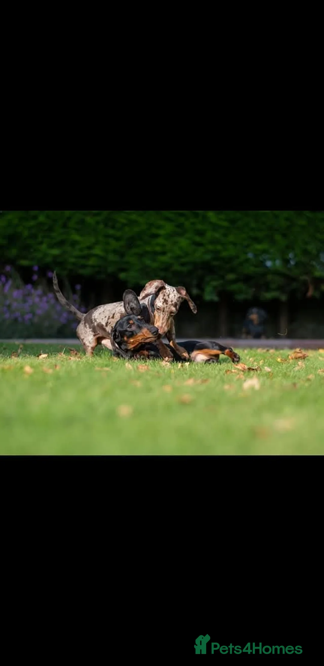 Miniature Dachshund dogs for stud: Mr Bogangles  - Advert 7