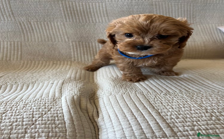 Cavapoo dogs - Advert 3