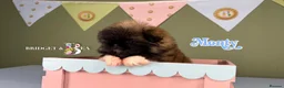 Pekingese dogs for sale: 💙OUTSTANDING QUALITY BOY 💙 champion lines in Gateshead - Advert 20