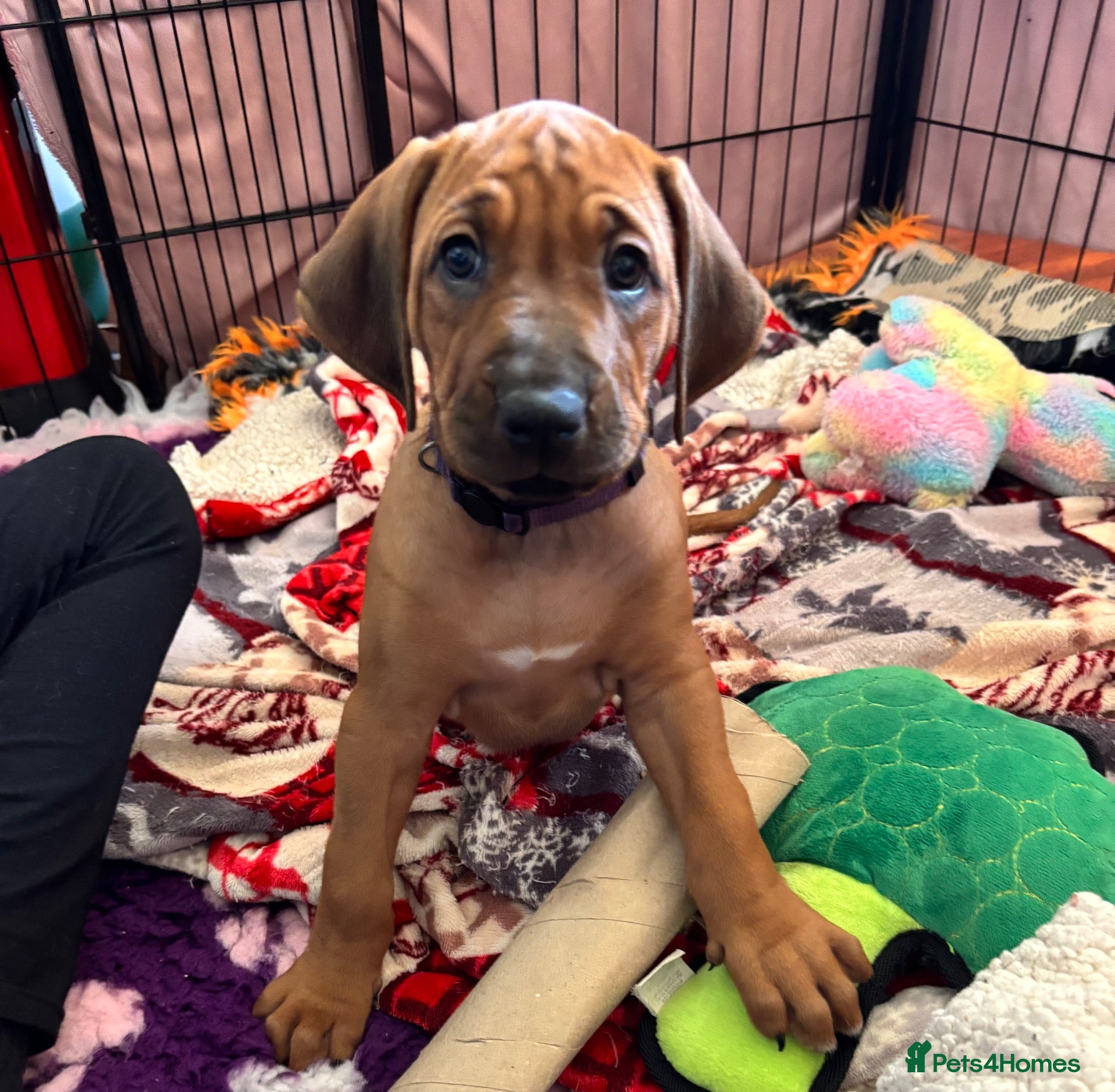 Rhodesian Ridgeback dogs for sale: Exceptionally Health Tested KC Ridgeback Puppies - Advert 1