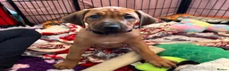 Rhodesian Ridgeback dogs for sale: Exceptionally Health Tested KC Ridgeback Puppies - Advert 1