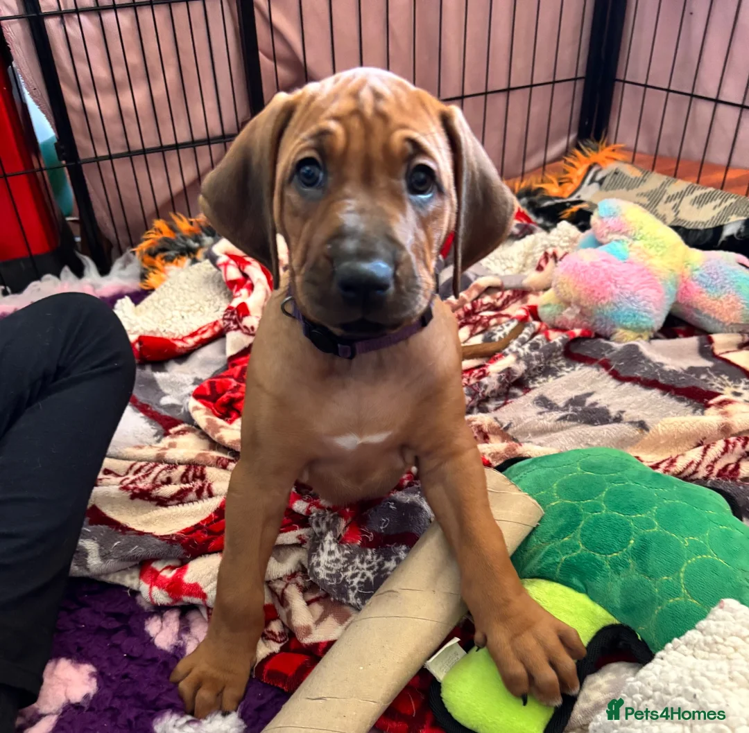 Rhodesian Ridgeback dogs for sale: Exceptionally Health Tested KC Ridgeback Puppies - Advert 1