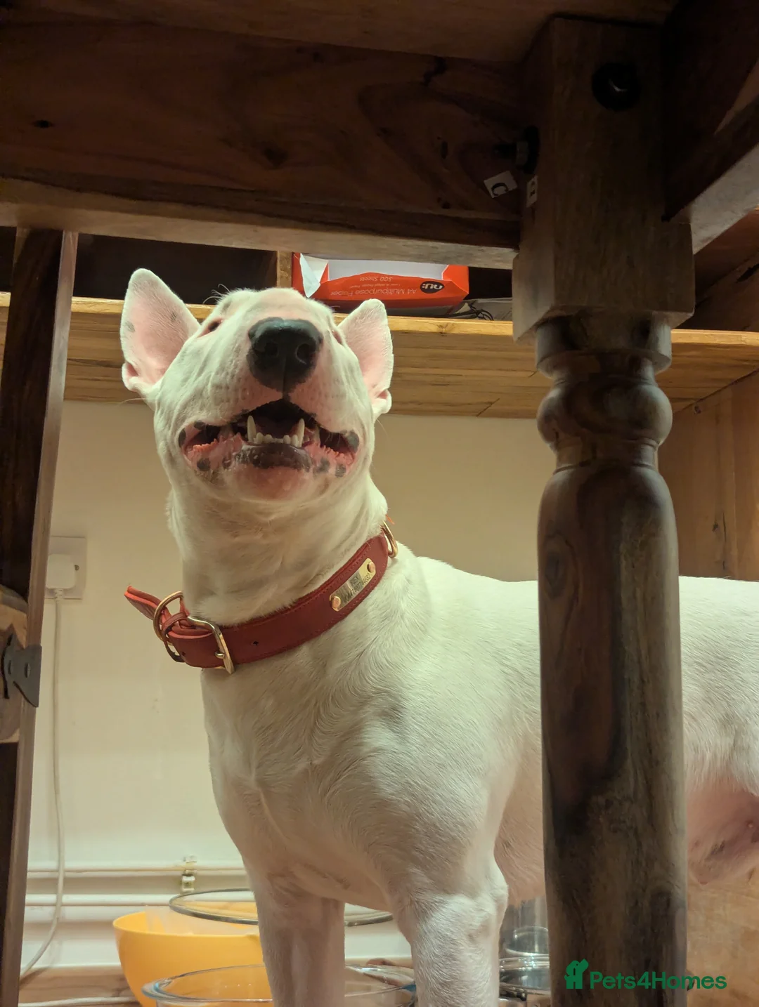 English Bull Terrier dogs for stud: Fully White English Bullterier in Redditch - Advert 4