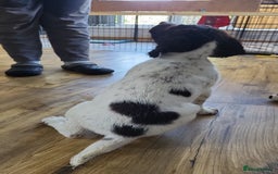 English Springer Spaniel dogs for sale: KC Reg, Health Tested Springer Spaniel Pup in Milnthorpe - Image 8