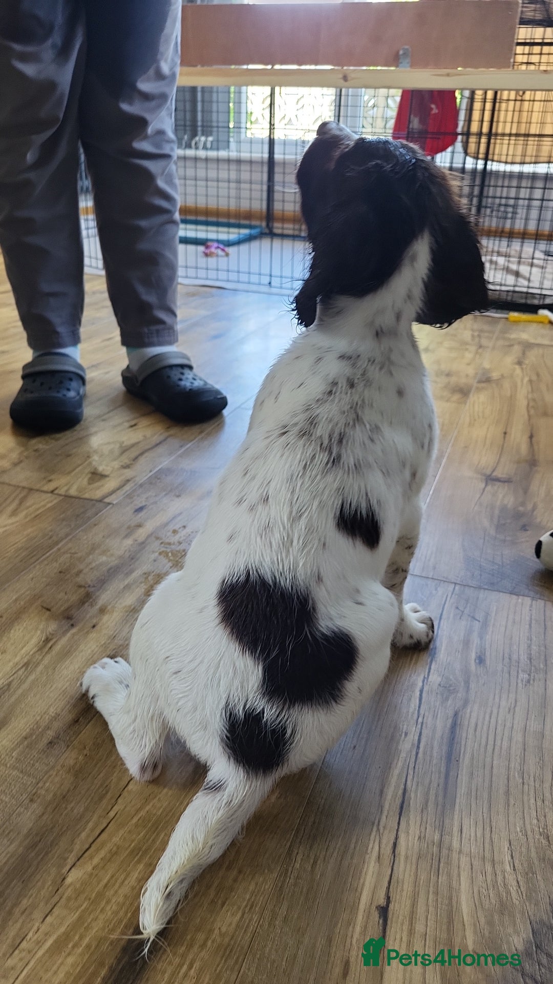 English Springer Spaniel dogs for sale: KC Reg, Health Tested Springer Spaniel Pup in Milnthorpe - Image 8