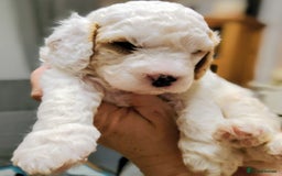 Cockapoo dogs for sale: F3 cockapoo  - Image 7