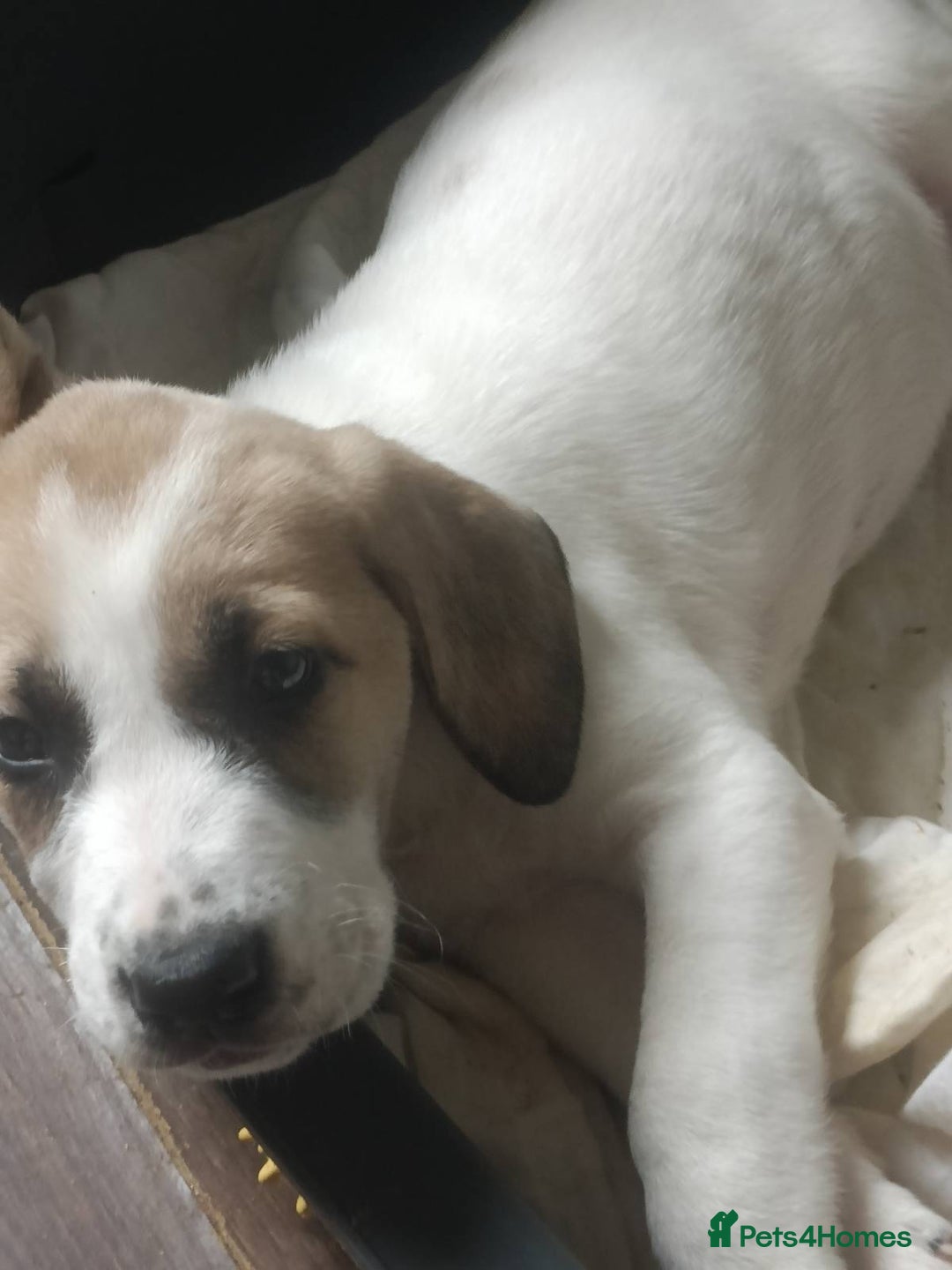 Mixed Breed dogs for sale: Puppies - Image 3